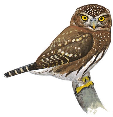 Burrowing Owl | Audubon Field Guide