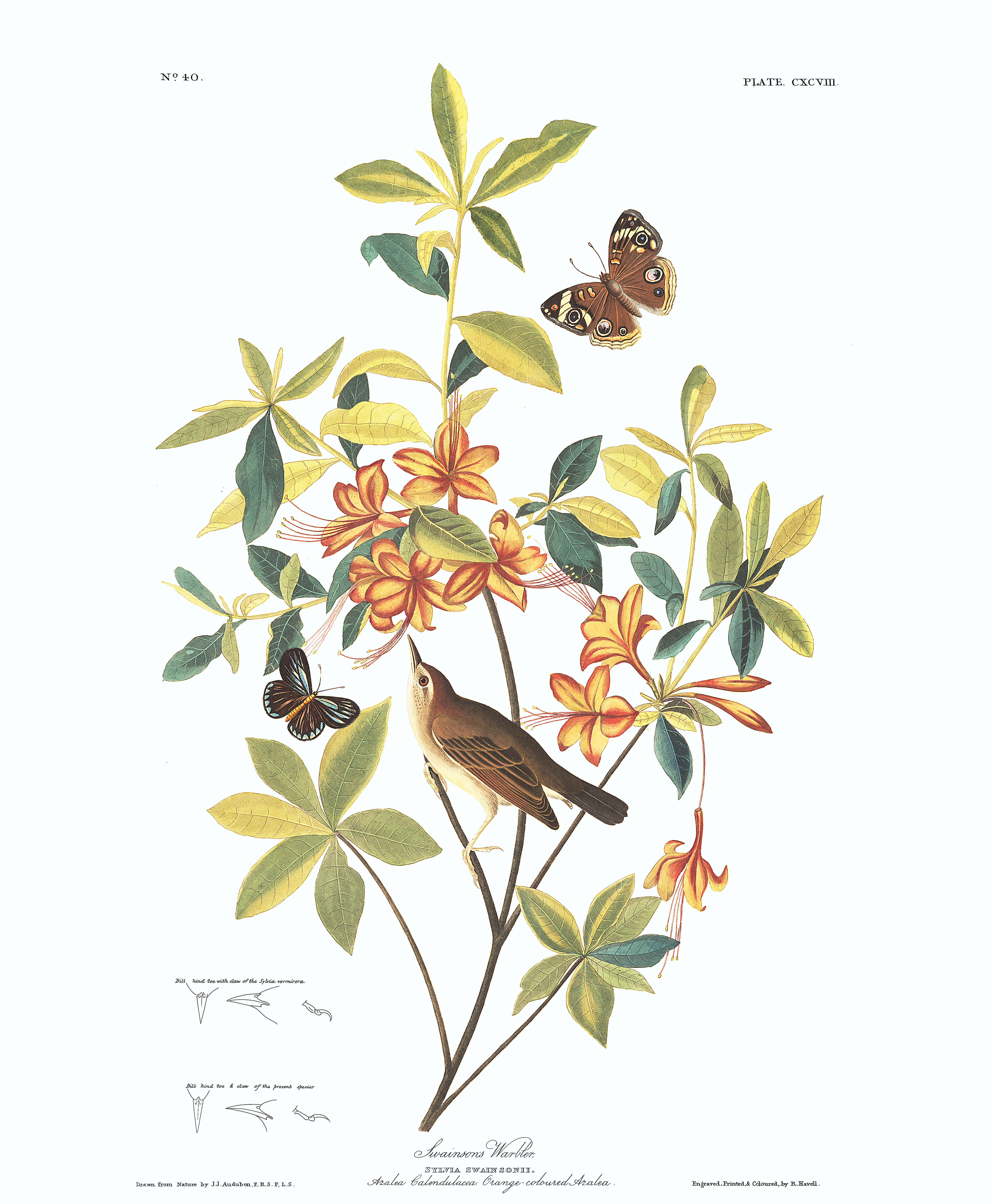 Brown headed Worm eating Warbler | John James Audubon's Birds of America