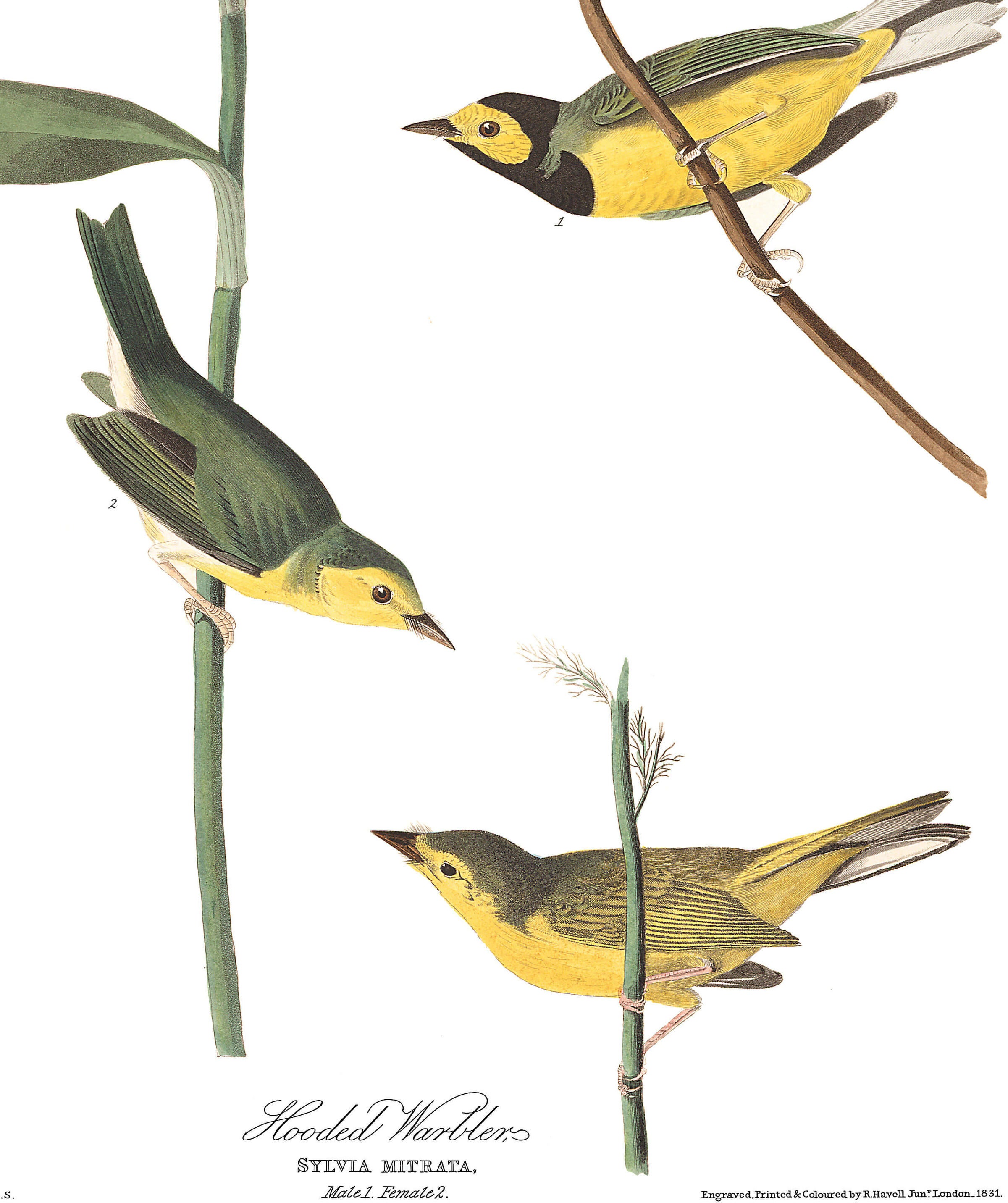 Hooded Warbler | John James Audubon's Birds of America