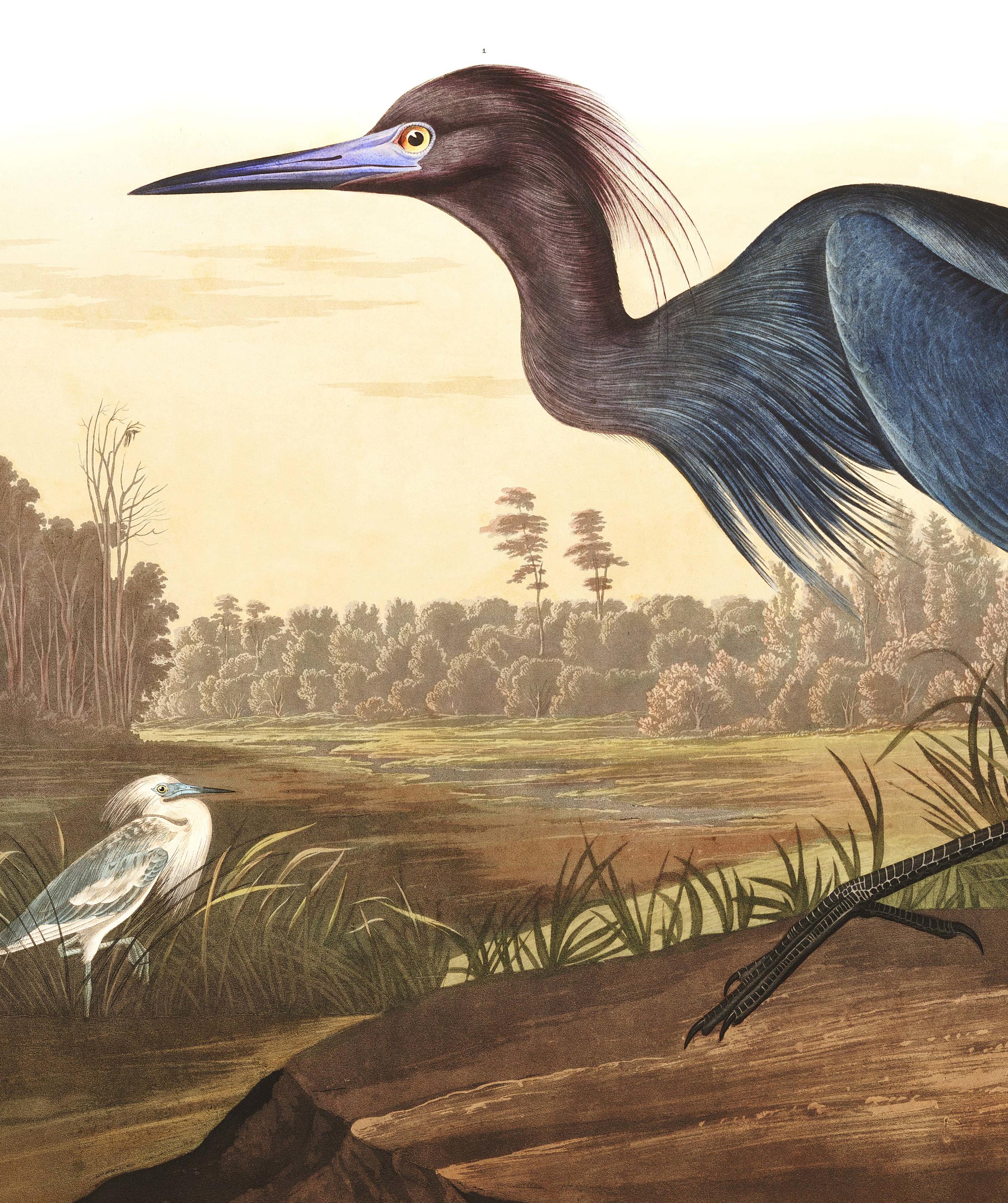 Blue Crane, Or Heron | John James Audubon's Birds Of America