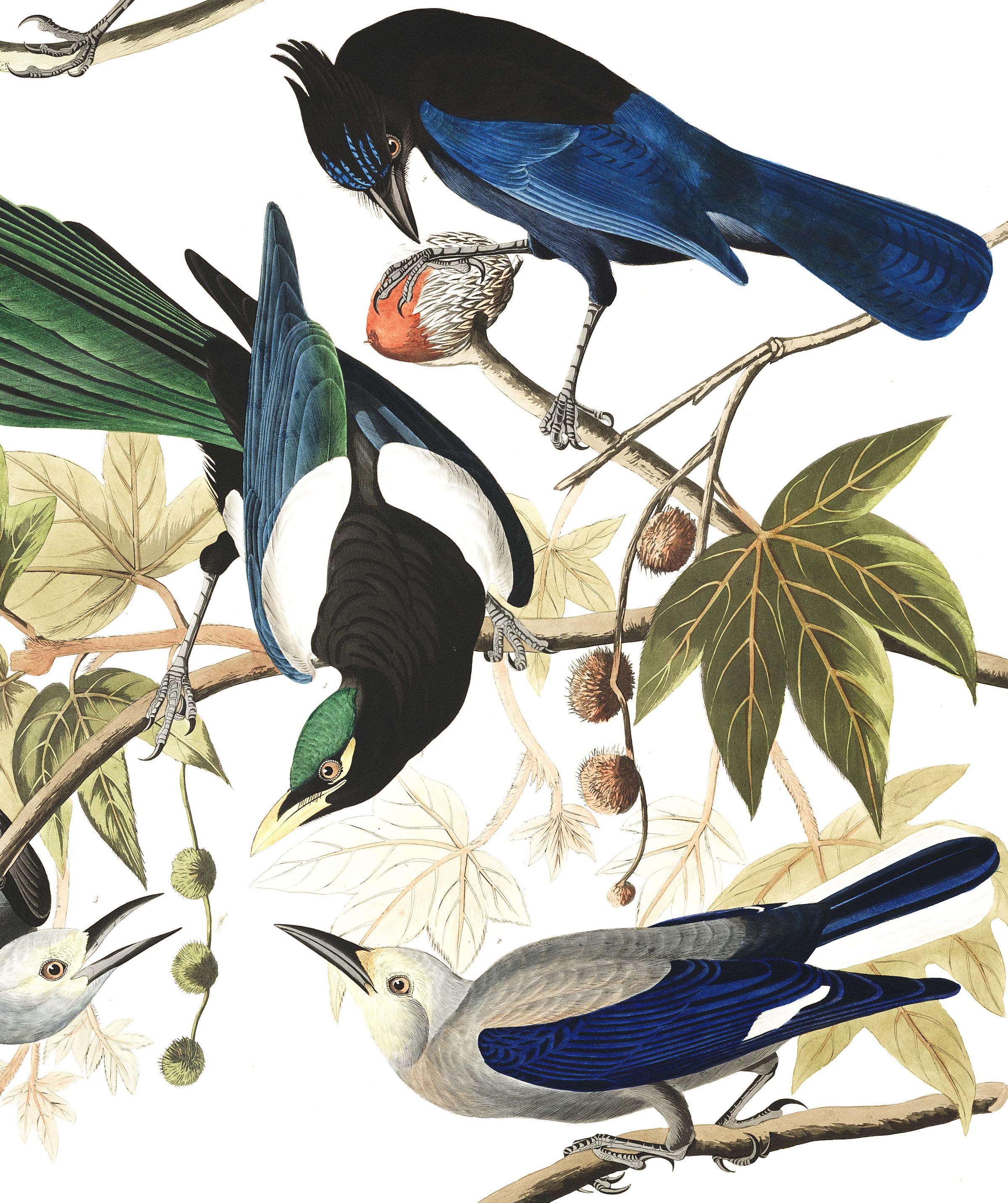 Yellow-Billed Magpie, Stellers Jay, Ultramarine Jay, Clark's Crow ...