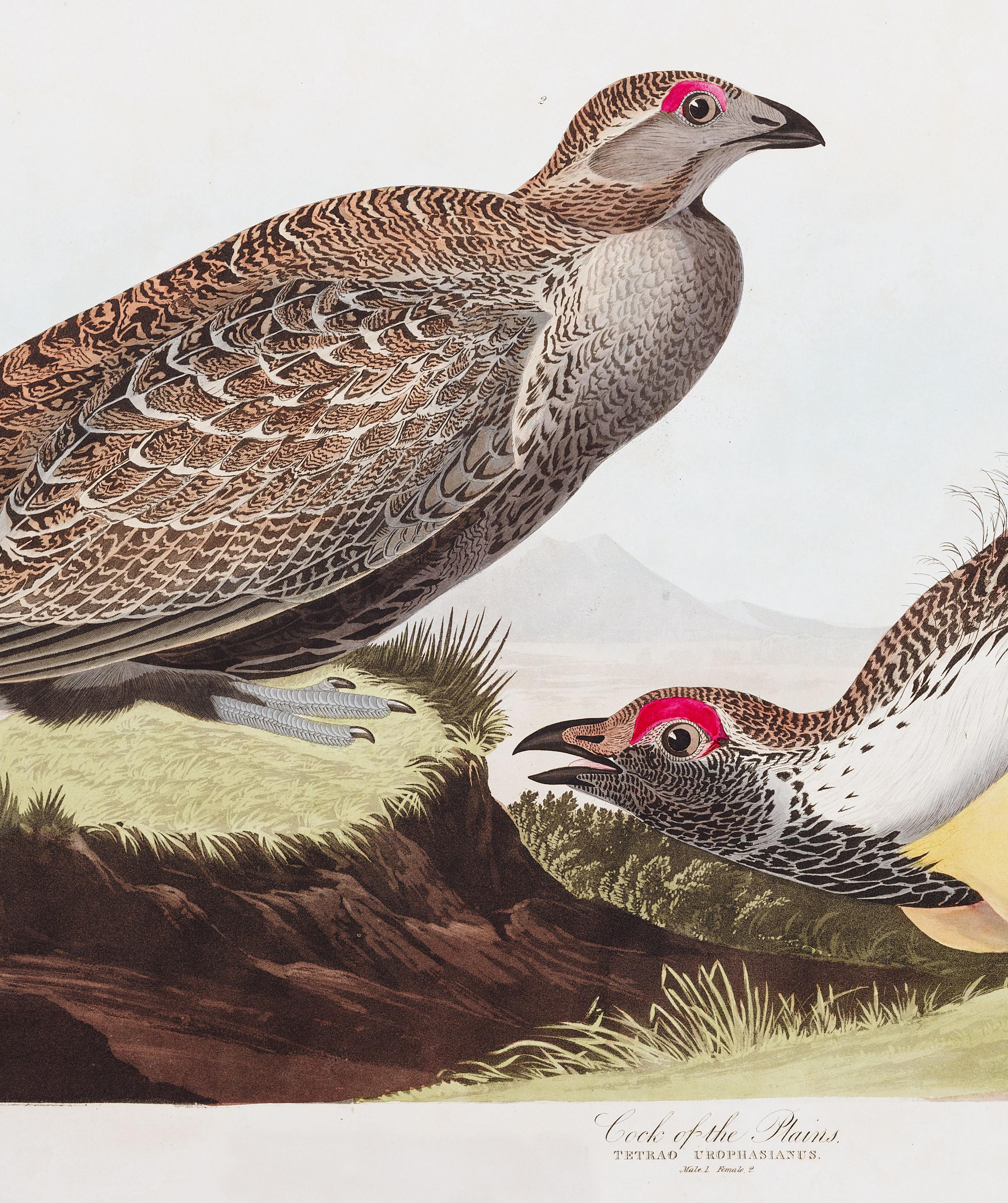 Cock of the Plains | John James Audubon's Birds of America