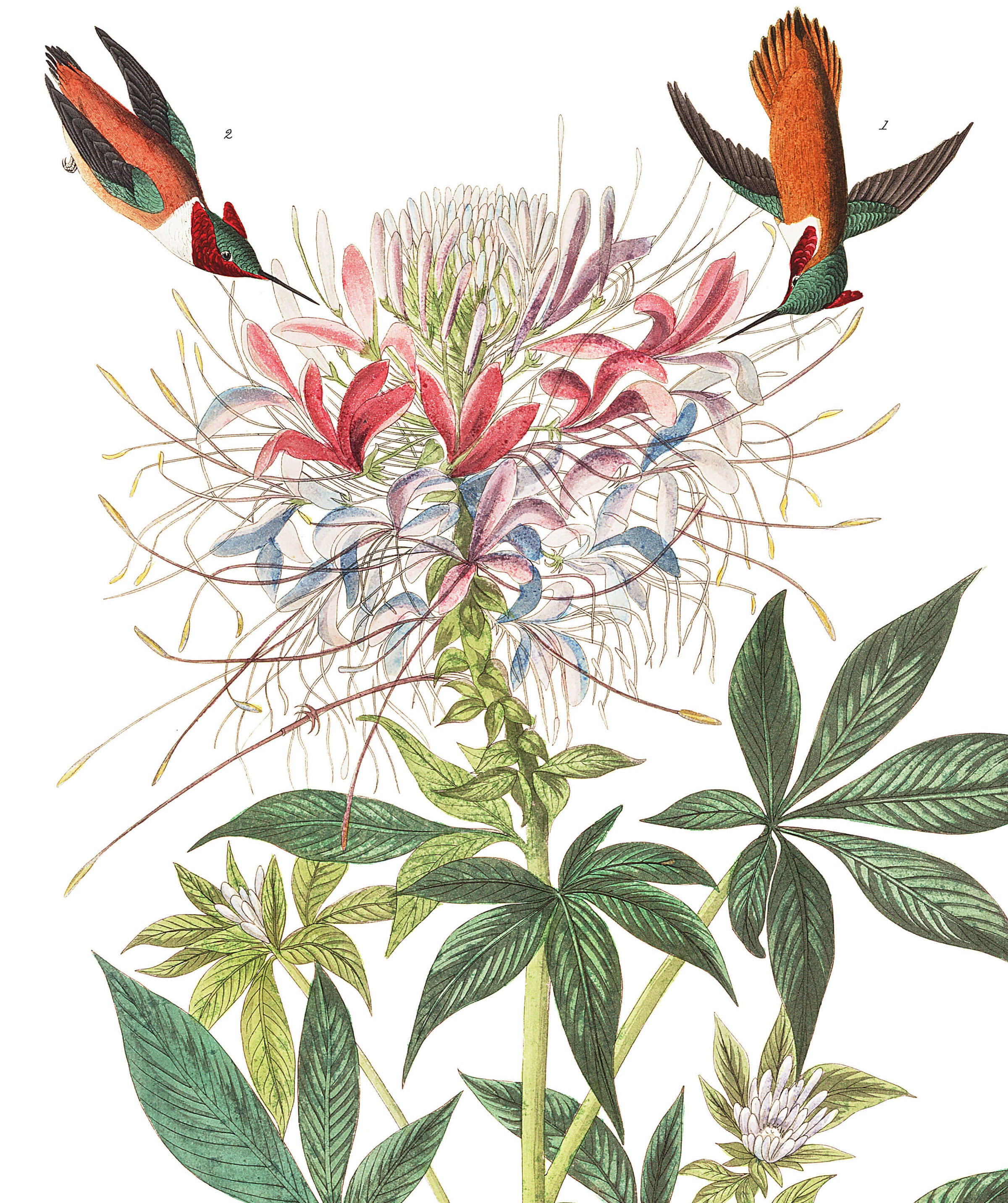 Ruff-necked Humming-bird | John James Audubon's Birds of America