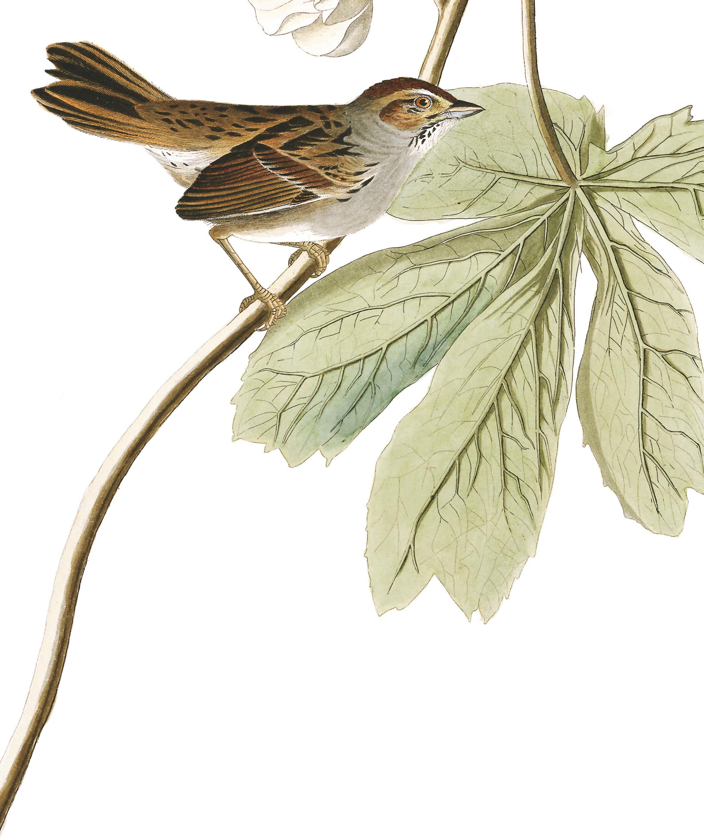 Swamp Sparrow John James Audubons Birds Of America