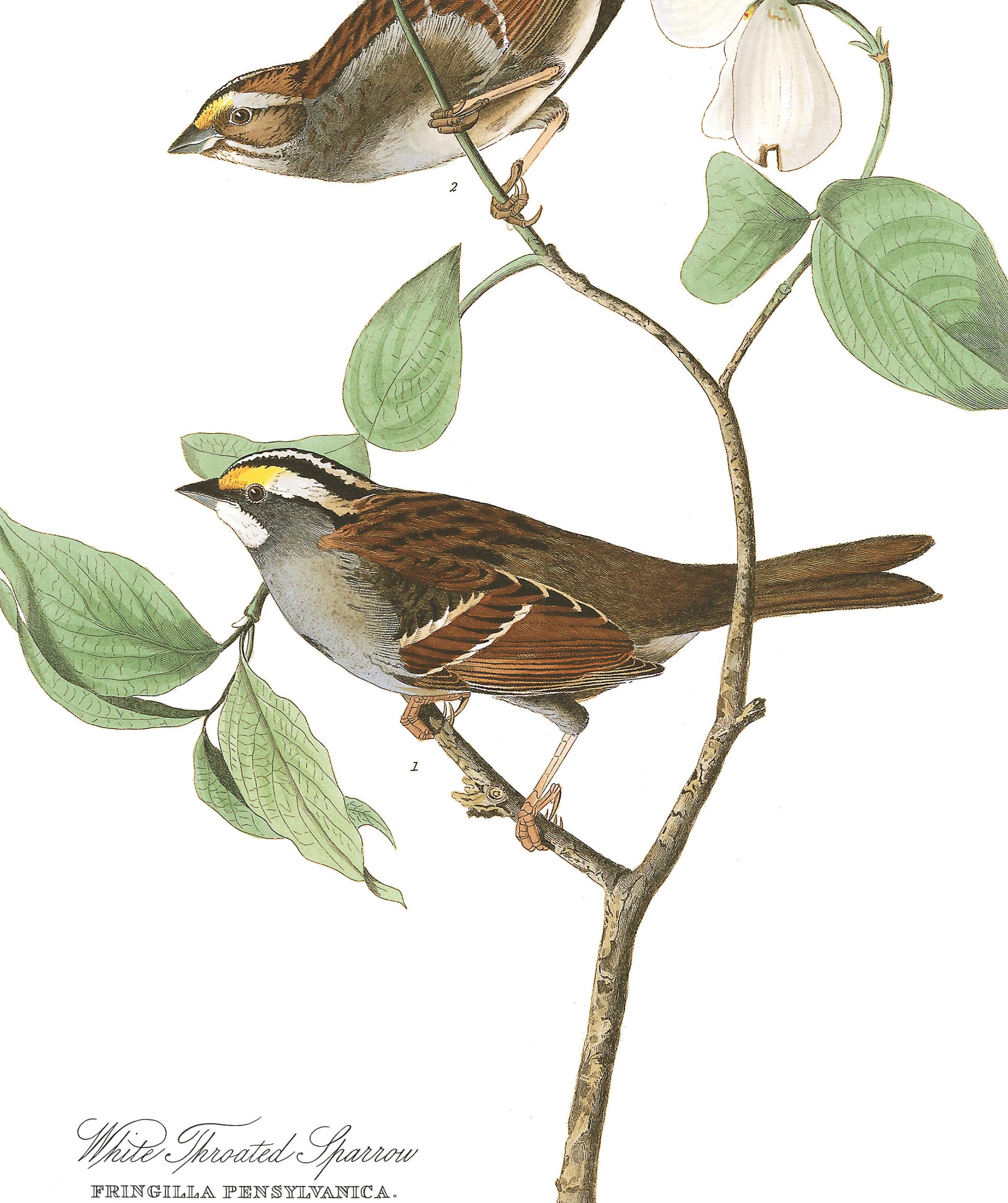 White Throated Sparrow 