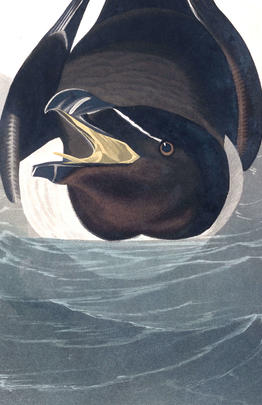 Razor Bill | John James Audubon's Birds of America