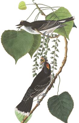 Tyrant Fly-catcher | John James Audubon's Birds Of America