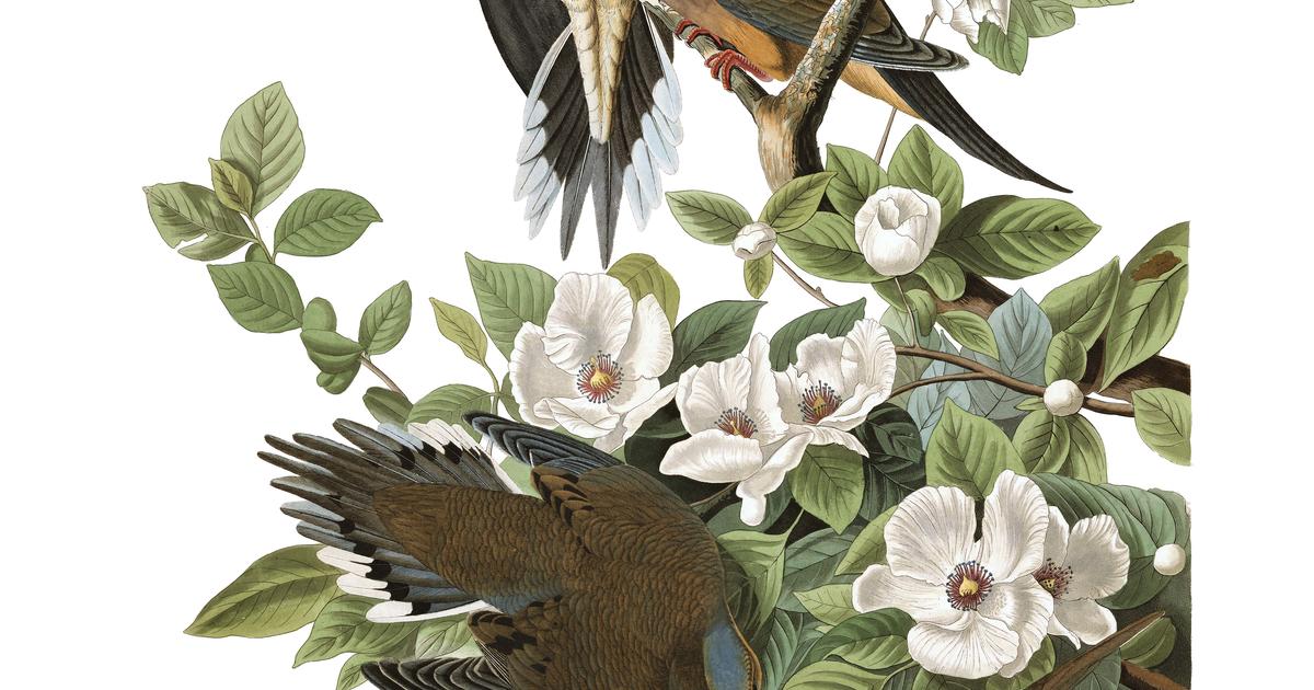 Carolina Pigeon | John James Audubon's Birds of America