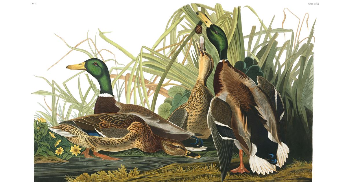 Mallard Duck | John James Audubon's Birds of America