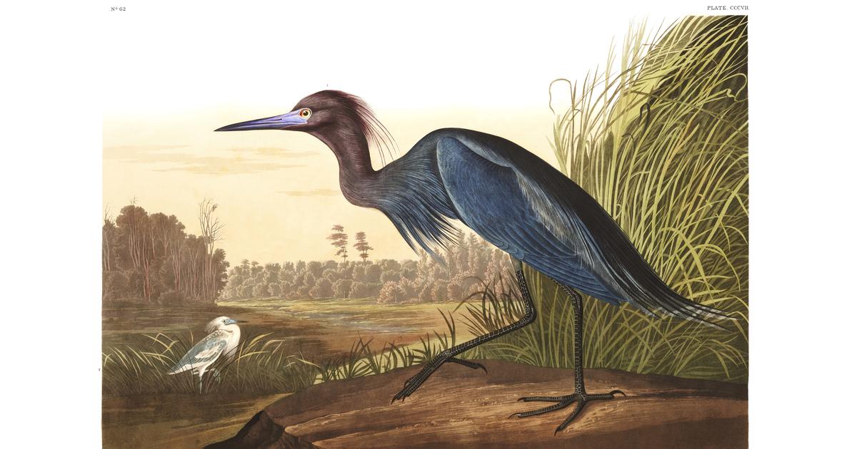 Blue Crane, or Heron | John James Audubon's Birds of America