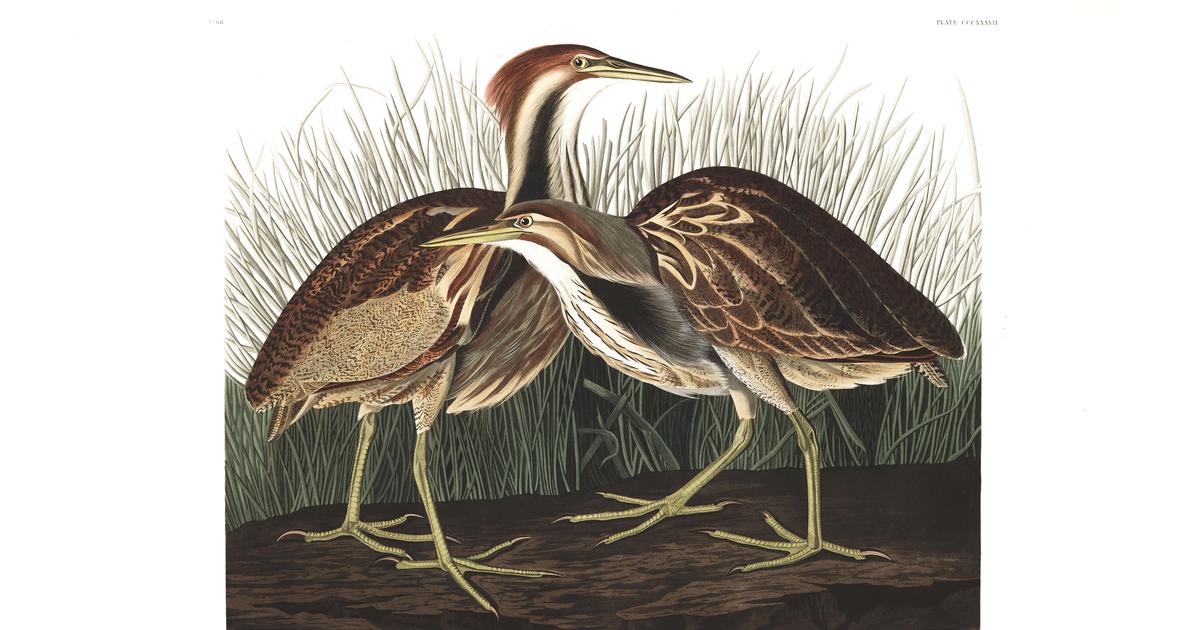 American Bittern | John James Audubon's Birds of America