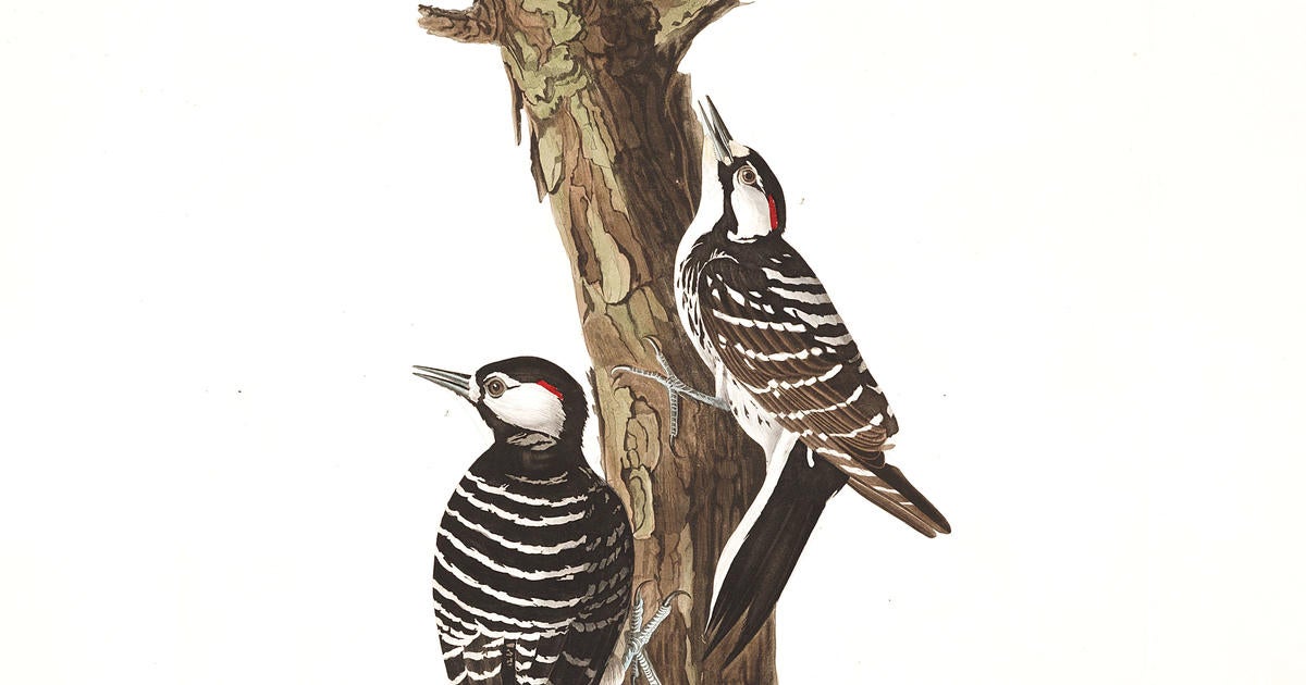 Blue Jay Barrens: Red-headed Woodpeckers