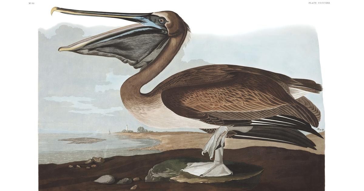 Brown Pelican | John James Audubon's Birds of America