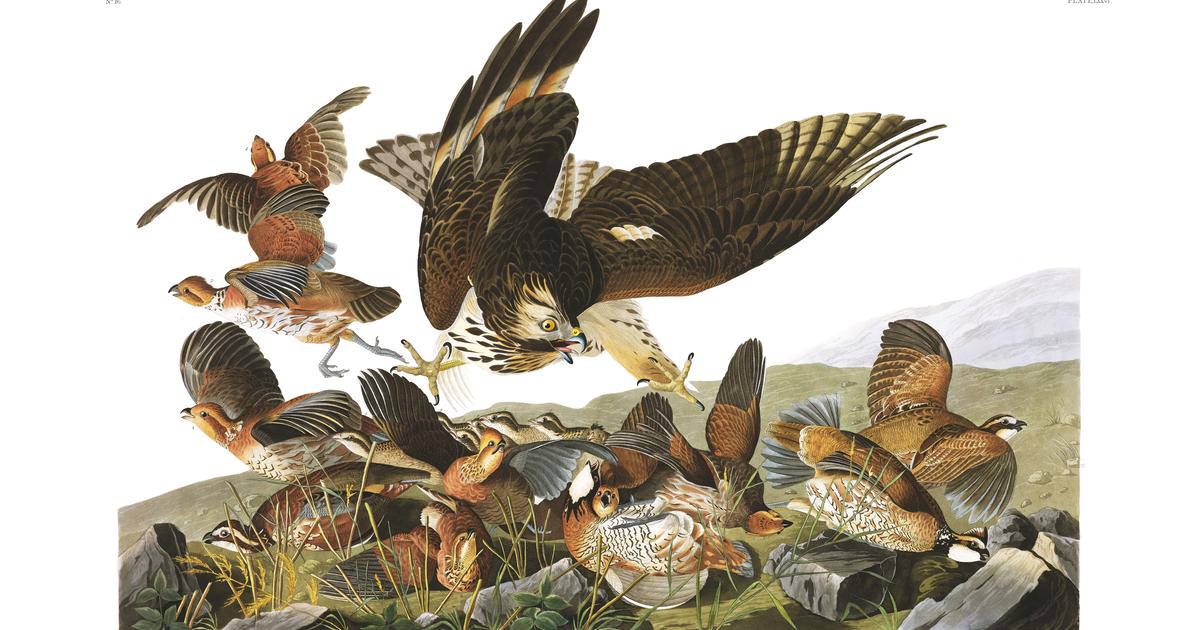 Virginian Partridge | John James Audubon's Birds of America