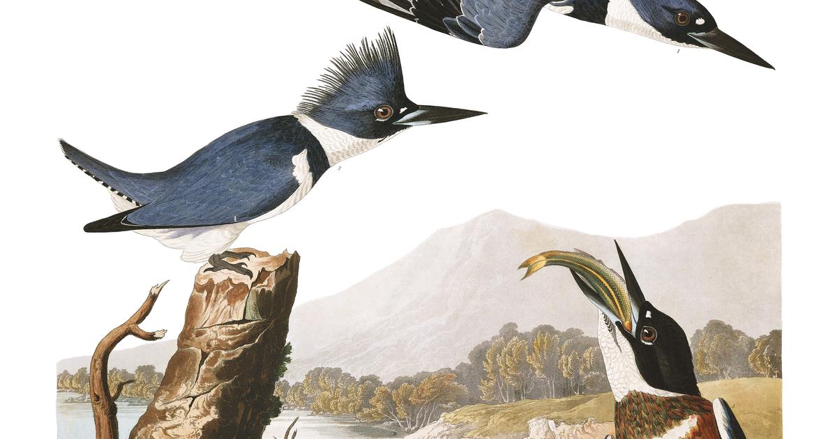 Belted Kingfisher | John James Audubon's Birds Of America