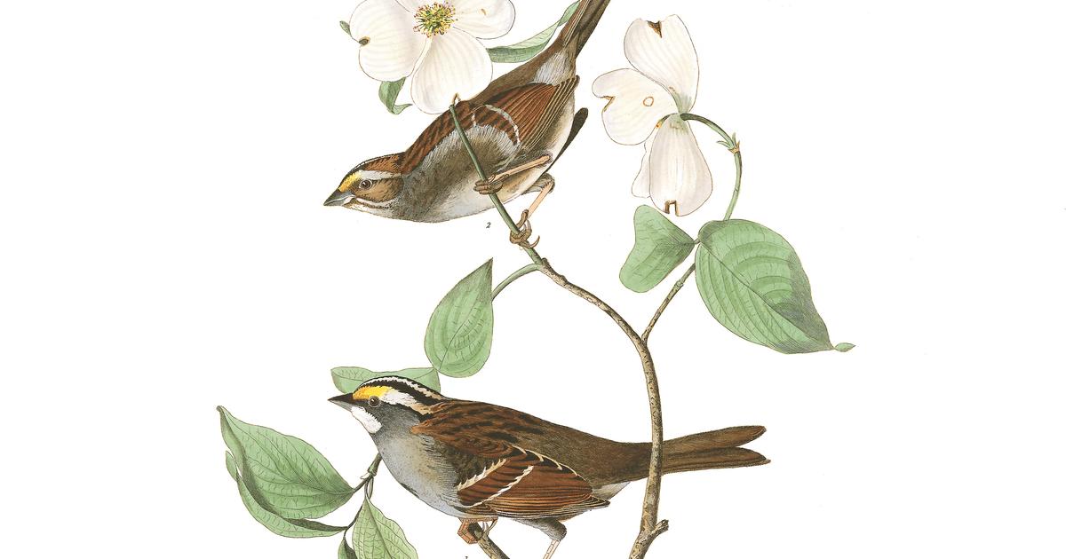 White throated Sparrow | John James Audubon's Birds of America