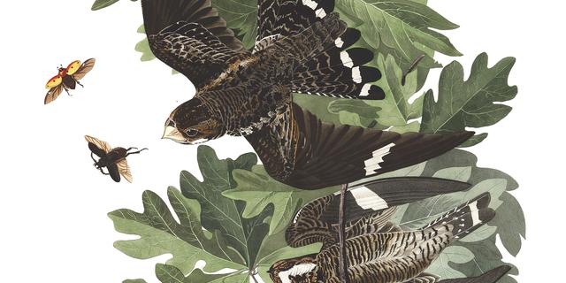 Common Nighthawks: Acrobats of the Bird World – Columbus Audubon