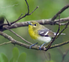 Congaree National Park | Audubon